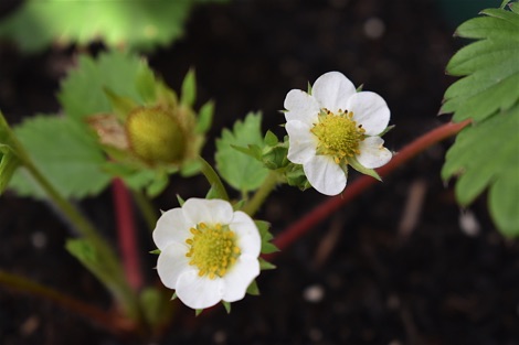 Strawberry blossoms